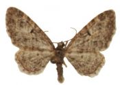 Eupithecia dodoneata Guenée, 1857 attēls