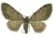 Eupithecia egenaria Herrich-Schäffer, 1848 attēls