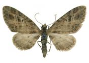 Eupithecia exiguata (Hübner, 1813) attēls