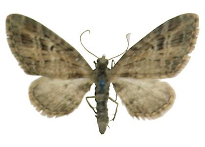Eupithecia exiguata (Hübner, 1813) attēls