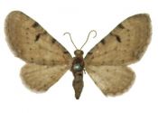 Eupithecia expallidata Doubleday, 1856 attēls