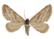 Eupithecia extensaria (Freyer, 1844) attēls