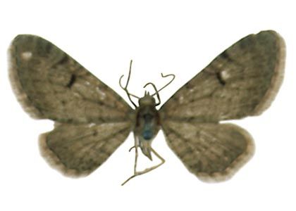 Eupithecia extraversaria Herrich-Schäffer, 1852 attēls