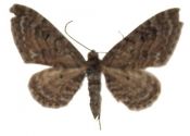 Eupithecia gelidata Möschler, 1860 attēls