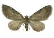 Eupithecia goossensiata Mabille, 1869 attēls