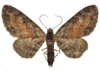 Eupithecia icterata (Villers, 1789) attēls