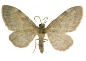 Eupithecia immundata (Lienig & Zeller, 1846) attēls