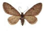 Eupithecia indigata (Hübner, 1813) attēls