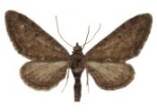 Eupithecia innotata (Hufnagel, 1767) attēls
