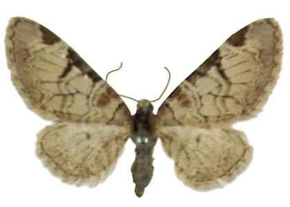 Eupithecia insigniata (Hübner, 1790) attēls