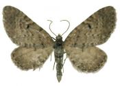 Eupithecia intricata (Zetterstedt, 1839) attēls