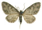 Eupithecia inturbata (Hübner, 1817) attēls