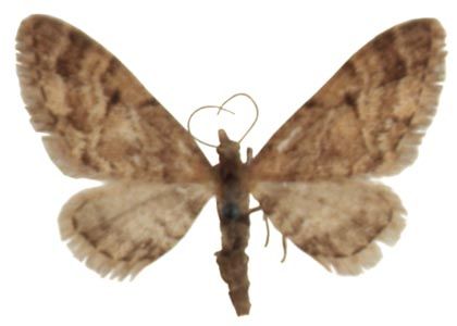 Eupithecia lanceata (Hübner, 1825) attēls