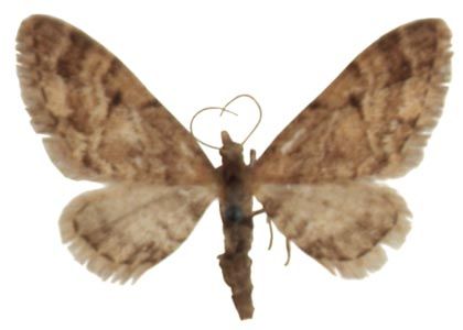 Eupithecia lanceata (Hübner, 1825) attēls