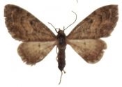 Eupithecia lariciata (Freyer, 1841) attēls