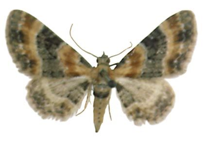 Eupithecia linariata (Denis & Schiffermüller, 1775) attēls