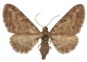 Eupithecia millefoliata Rössler, 1866 attēls