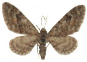 Eupithecia nanata (Hübner, 1813) attēls