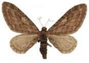 Eupithecia ochridata Schütze & Pinker, 1968 attēls