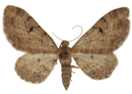 Eupithecia pimpinellata (Hübner, 1813) attēls