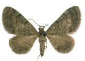 Eupithecia plumbeolata (Haworth, 1809) attēls