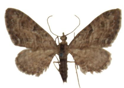 Eupithecia pusillata (Denis & Schiffermüller, 1775) attēls