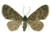 Eupithecia pygmaeata (Hübner, 1799) attēls