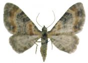 Eupithecia pyreneata Mabille, 1871 attēls