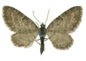 Eupithecia satyrata (Hübner, 1813) attēls