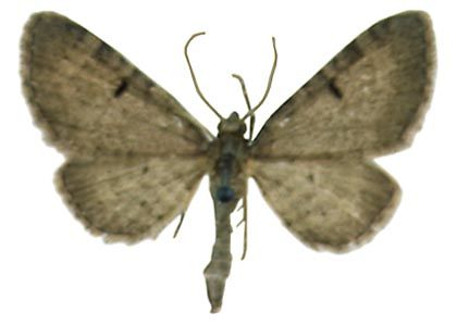 Eupithecia selinata Herrich-Schäffer, 1861 attēls