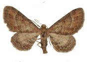 Eupithecia simpliciata (Haworth, 1809) attēls