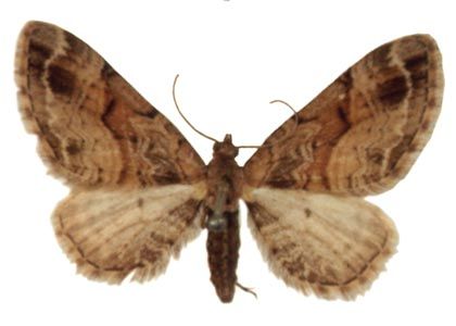 Eupithecia sinuosaria (Eversmann, 1848) attēls