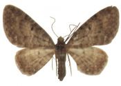 Eupithecia subfuscata (Haworth, 1809) attēls