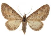 Eupithecia subumbrata (Denis & Schiffermüller, 1775) attēls