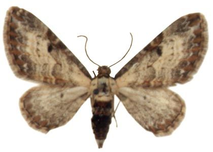 Eupithecia succenturiata (Linnaeus, 1758) attēls