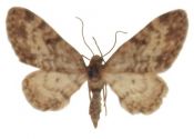 Eupithecia tantillaria Boisduval, 1840 attēls