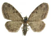 Eupithecia tenuiata (Hübner, 1813) attēls