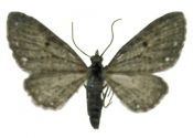 Eupithecia tripunctaria Herrich-Schäffer, 1852 attēls