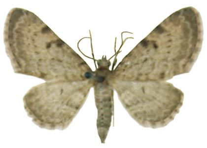 Eupithecia trisignaria Herrich-Schäffer, 1848 attēls