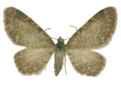 Eupithecia valerianata (Hübner, 1813) attēls