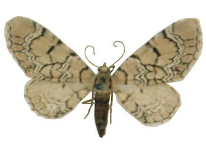Eupithecia venosata (Fabricius, 1787) attēls