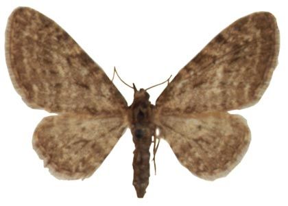 Eupithecia virgaureata Doubleday, 1861 attēls