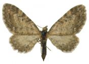 Eupithecia vulgata (Haworth, 1809) attēls