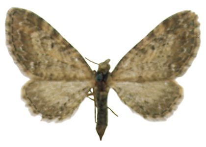 Eupithecia vulgata (Haworth, 1809) attēls