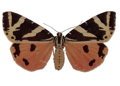 Euplagia quadripunctaria (Poda, 1761) attēls