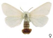 Euproctis chrysorrhoea (Linnaeus, 1758) attēls