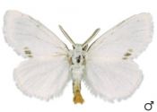 Euproctis similis (Fuessly, 1775) attēls
