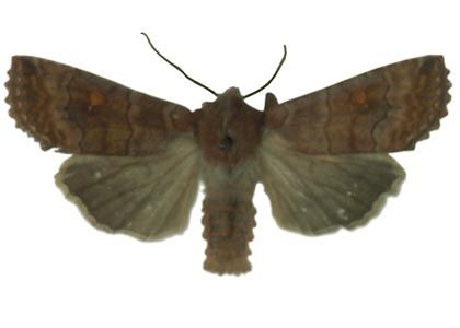 Eupsilia transversa (Hufnagel, 1766) attēls