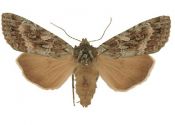 Eurois occulta (Linnaeus, 1758) attēls