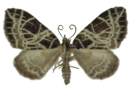 Eustroma reticulata (Denis & Schiffermüller, 1775) attēls